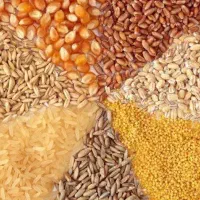 خوراک دام طلایی/خوشه زرین به قیمت
