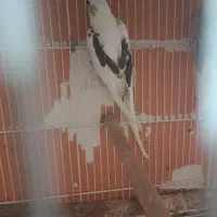 عروس هلندی بندرلنگه