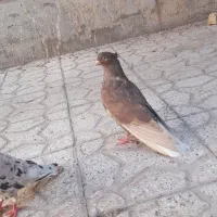 کبوتر هفترنگ دم سفید