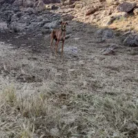 سگ شکاری