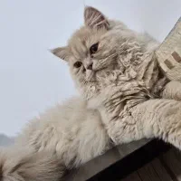 گربه|گربه|قزوین, |دیوار