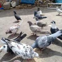 کفتر معاوضه با مرغ و خروس