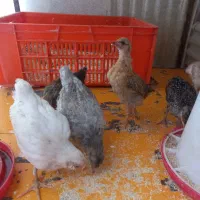 نیمچه گلین و جوجه بوقلمون
