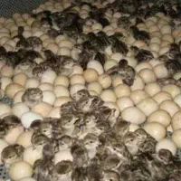 جوجه یک روزه و تخم نطفه دار بلدرچین کوهی