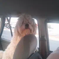 سگ باهوش حرف گوش کن بشرط بشرط بشرط تربیت شده