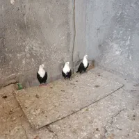 کلاغ|پرنده|مشهد, شترک|دیوار