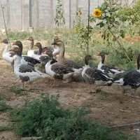غاز  نر ماده تکی یا یک جا
