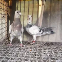 تعداد ۷جفت جفتگاه کفتر یا کبوتر