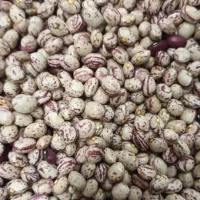 لوبیا چیتی