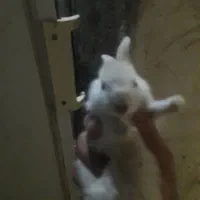 فروش بچه خرگش
