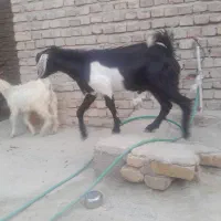 تروشت چاق وچله 16تومان
