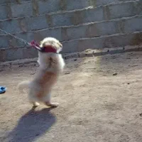 سگ .