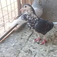 کفتر.|پرنده|مشهد, کشف|دیوار