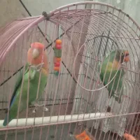 یک جفت طوطی برزیلی فروش فوری