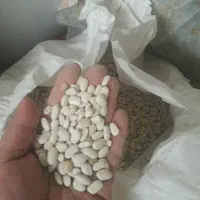 ۱۰۰کیلو لوبیا سفید