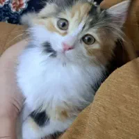 گربه کوچولو ، پرشین
