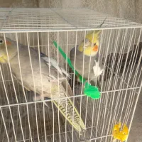 یک جفت عروس هلندی