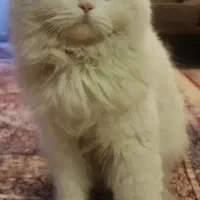 واگذاری پرشین نر فوری