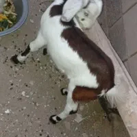بز وبزغاله