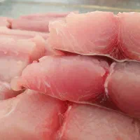 فیله ماهی مارلین فقط به  قیمت توزیع