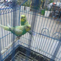 جفت مرغ عشق طاووسی خاص