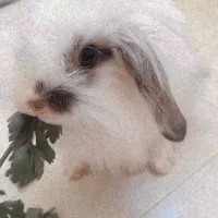 خرگوش لپی نژاد جرسی