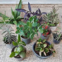گل آپارتمانی تراس، حیاط