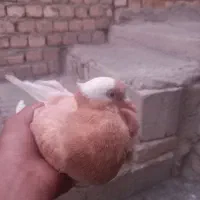 فروش بوم