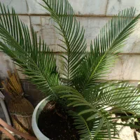 کل زینتی سیکاس