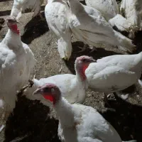 بوقلمون