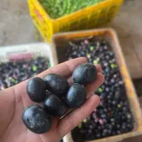 زیتون و انار اصلاح شده بهترین نوع ارسال به سراسر