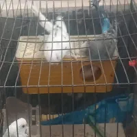 دو جفت مرغ عشق