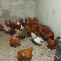 خروس