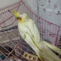 دوعددعروس هلندی عروس هلندی 3ماهشه