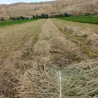 یونجه علف