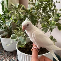 عروس هلندی