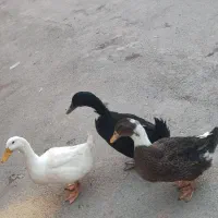اردک