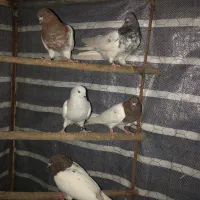کفتر کله‌ای