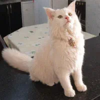 واگذاری یک جفت گربه
