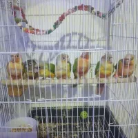 گرینچیک دستی