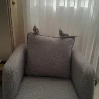 دو عدد عروس هلندی نر و ماده دستی همراه با قفس