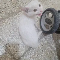 گربه|گربه|اصفهان, کوجان|دیوار