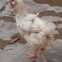 مرغ کرک لری