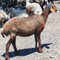 فروش دوراس کاوور‌