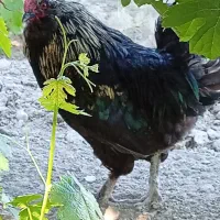 فروش خروس و اردک