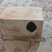 لانه عروس هلندی