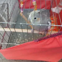 عروس هلندی