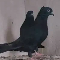 کفتر کاشانی ساعت سنگین