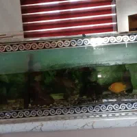 اکواریوم باتمام وسایل و ۴عدد ماهی