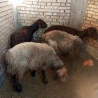 میش یک راس با ۳تا کو ماده